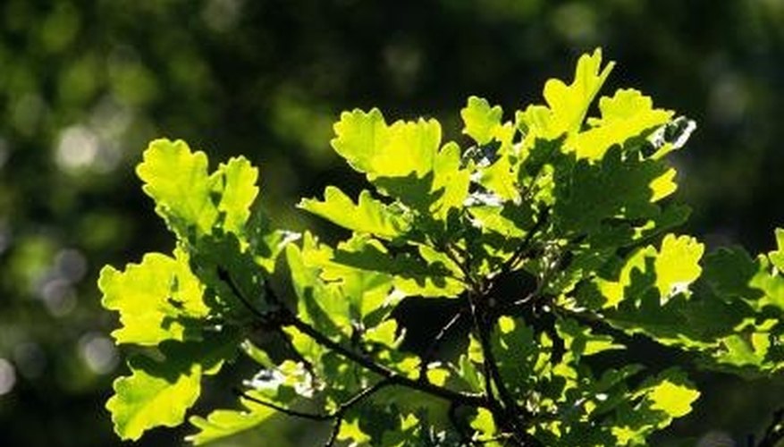 There are more than 700 species of gall-making wasps in North America, and most of them form galls on oak trees. There are more than 700 species of gall-making wasps in North America, and most of them form galls on oak trees.
