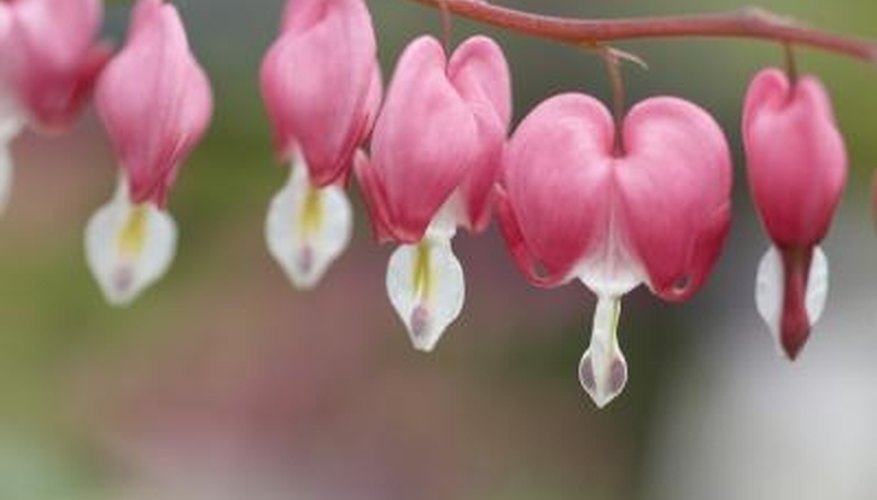 Choose bleeding hearts for shade-loving flowers. Choose bleeding hearts for shade-loving flowers.