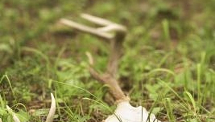 Decomposers perform an essential ecological service by breaking down organic matter. Decomposers perform an essential ecological service by breaking down organic matter.