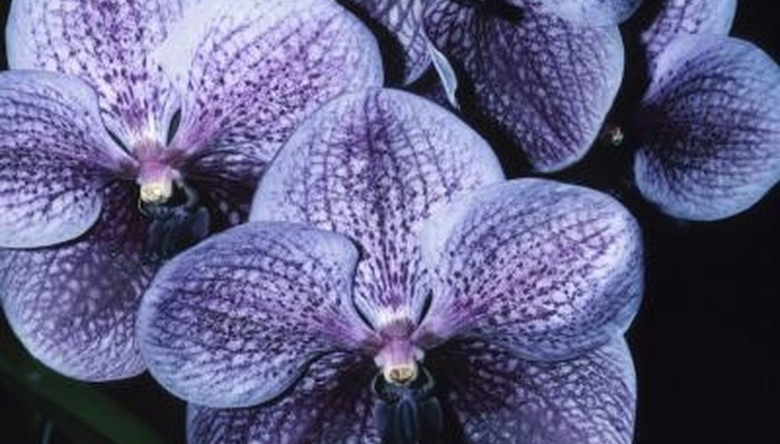 Dark blue and purple orchids are present in a variety of shades. Dark blue and purple orchids are present in a variety of shades.
