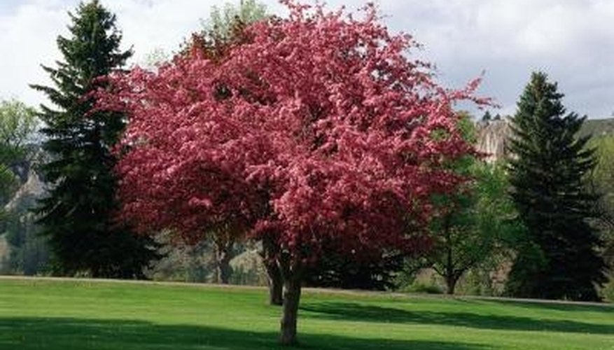 Some varieties of crabapple trees thrive at high altitudes. Some varieties of crabapple trees thrive at high altitudes.