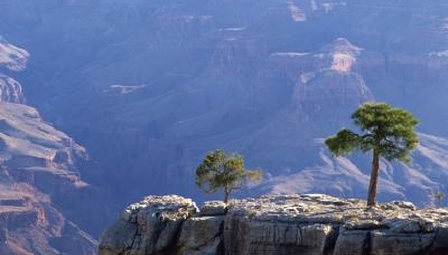 Pinyon pines are native to high elevations of Arizona, including the Grand Canyon region. Pinyon pines are native to high elevations of Arizona, including the Grand Canyon region.