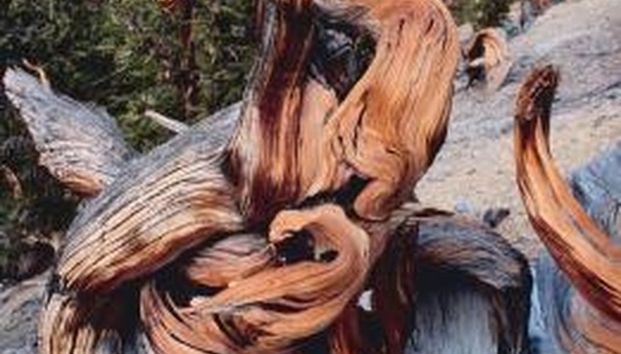 Bristlecone pines are long-lived, high-altitude trees that thrive in harsh growing conditions. Bristlecone pines are long-lived, high-altitude trees that thrive in harsh growing conditions.