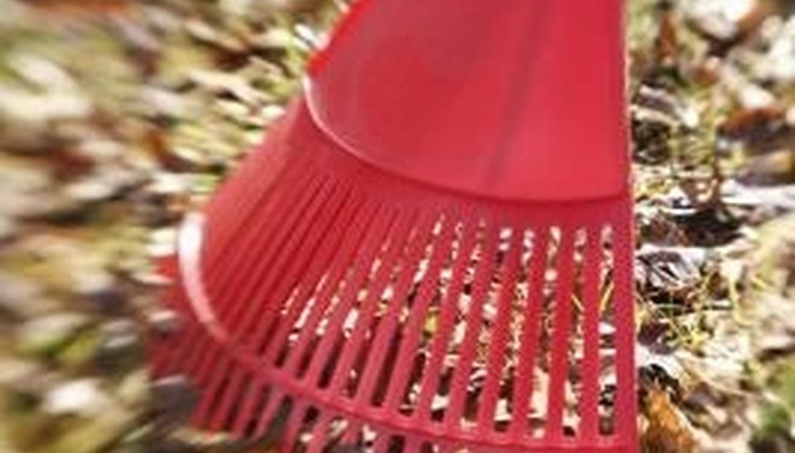 Rake frequently during leaf and seedpod drop. Rake frequently during leaf and seedpod drop.