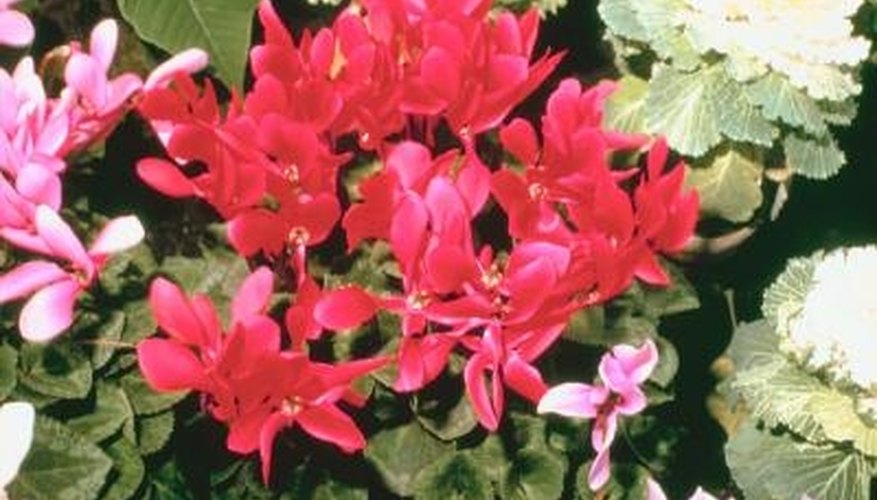 Take immediate action to save over-watered cyclamens. Take immediate action to save over-watered cyclamens.