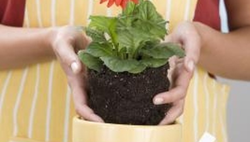 Potting soil is usually benign. Potting soil is usually benign.