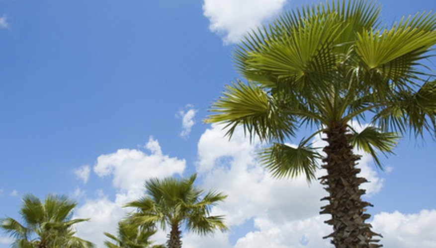 California fan palms are the only palm tree native to western North America. California fan palms are the only palm tree native to western North America.