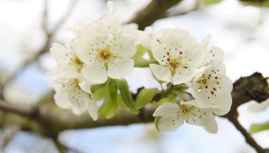 Sweet and sour cherry blossoms are most often white in color. Sweet and sour cherry blossoms are most often white in color.