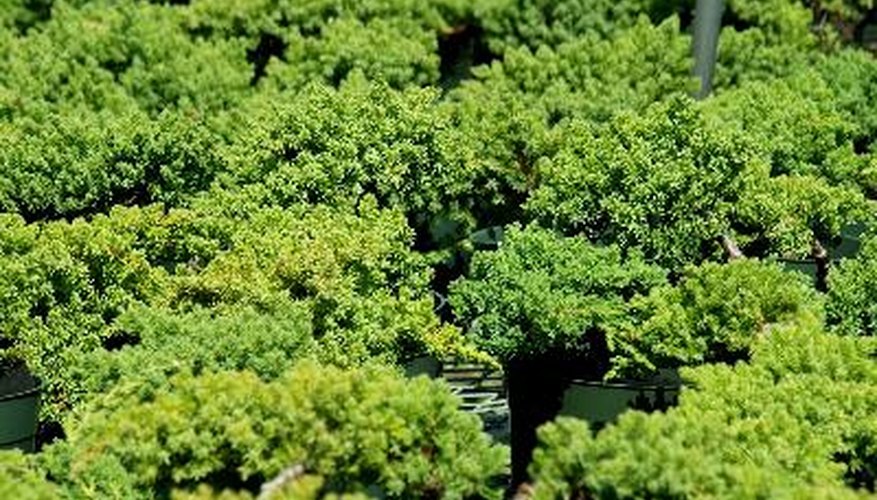 Low-growing junipers stay green year round. Low-growing junipers stay green year round.