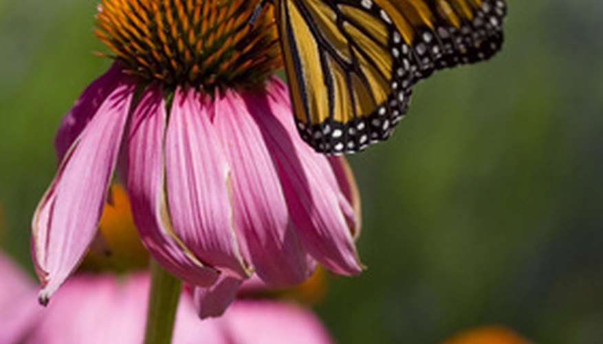 Butterflies love coneflowers. Butterflies love coneflowers.