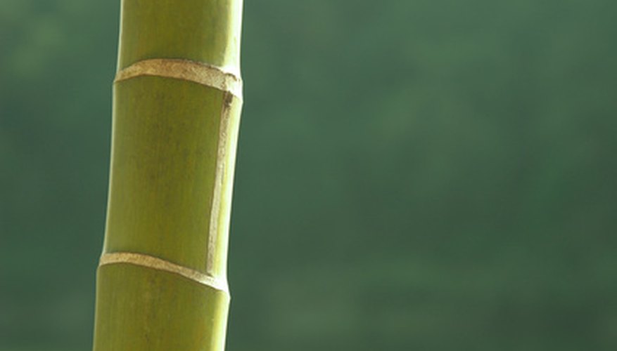 The traditional Philippine zither is made from bamboo. The traditional Philippine zither is made from bamboo.
