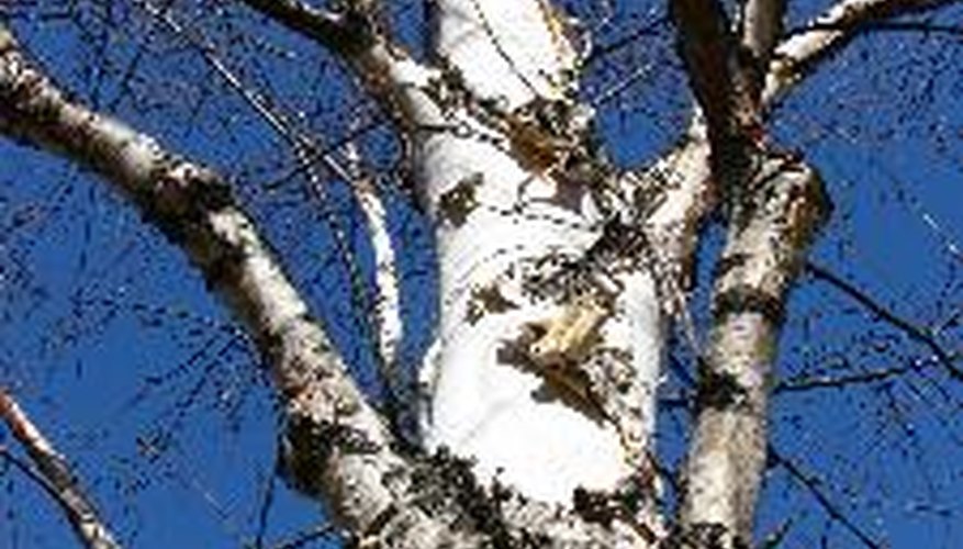 Keep your birch trees pruned to encourage healthy growth. Keep your birch trees pruned to encourage healthy growth.