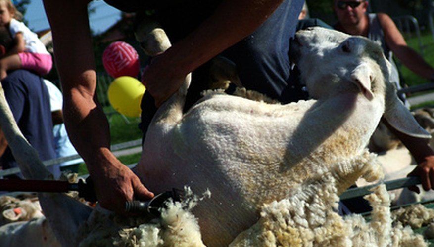 Photo Credit: Tonte de mouton image by Gismo from <a href='http://www.fotolia.com'>Fotolia.com</a> Shearing wool from sheep is renewable and the process does not cause any harm to the animal.