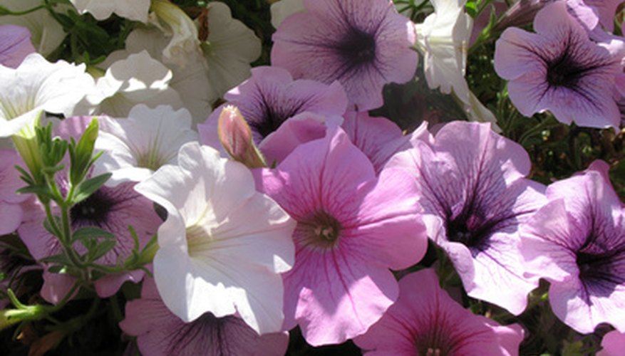 Plants harness solar energy through photosynthesis. Plants harness solar energy through photosynthesis.