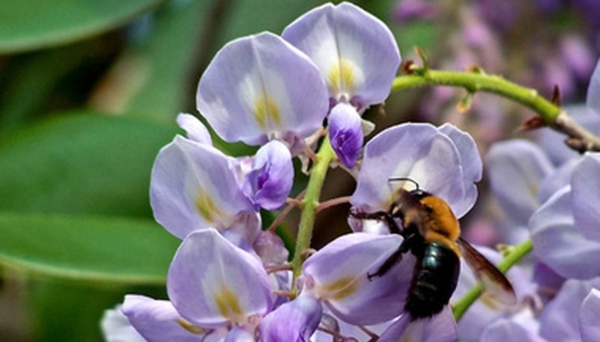 Chinese wisteria attracts bees and other pollinators. Chinese wisteria attracts bees and other pollinators.