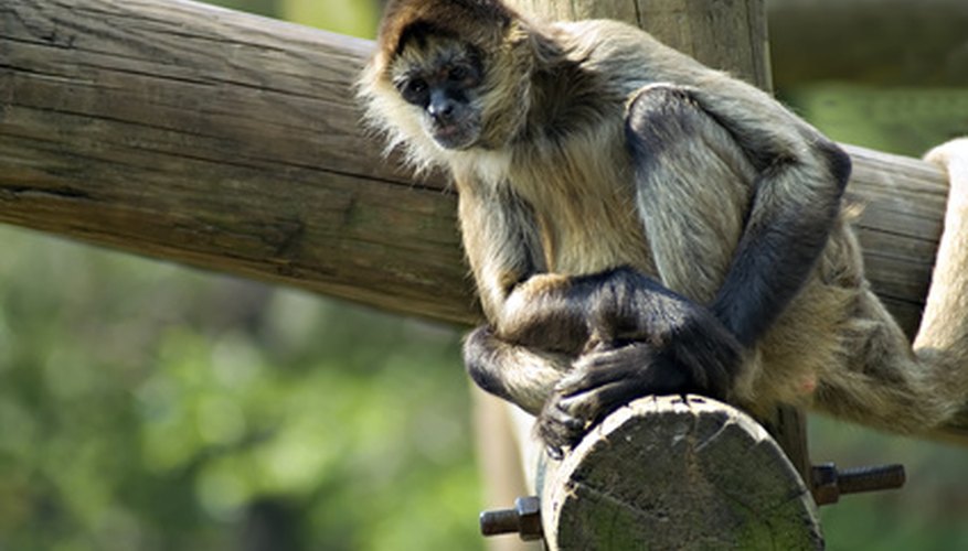 It is fun to make monkeys. It is fun to make monkeys.