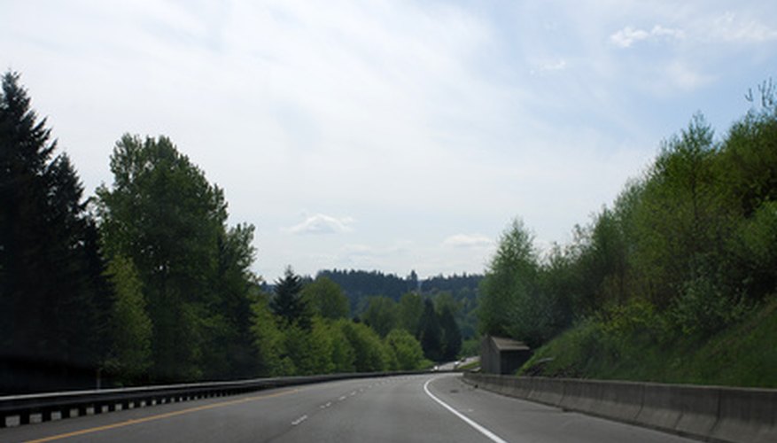 Evergreen trees bordering roadway Evergreen trees bordering roadway