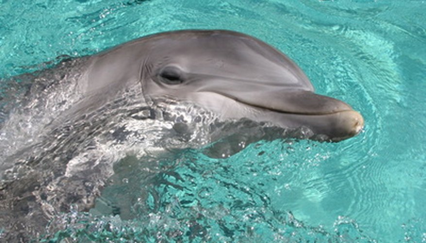 Photo Credit: dolphin image by Tabitha Little from <a href='http://www.fotolia.com'>Fotolia.com</a> Sketch the dolphin's beak with a smiling, elongated