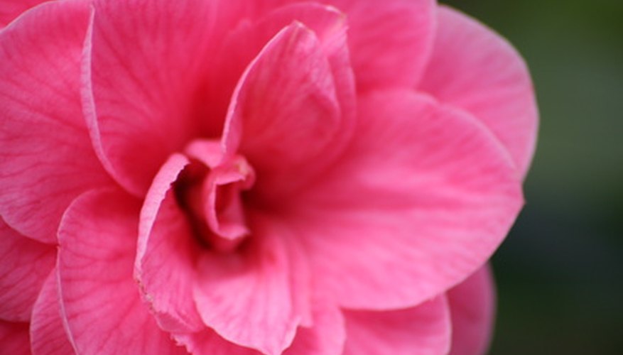 Camellia bushes can also survive the Florida heat, although they prefer partial shade. Camellia bushes can also survive the Florida heat, although they prefer partial shade.