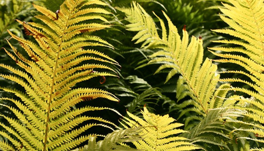 Damaged leaves detract from the fern's natural beauty. Damaged leaves detract from the fern's natural beauty.