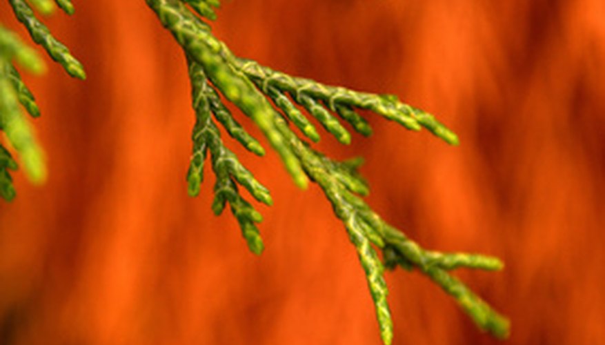 Fast Growing Conifers Fast Growing Conifers