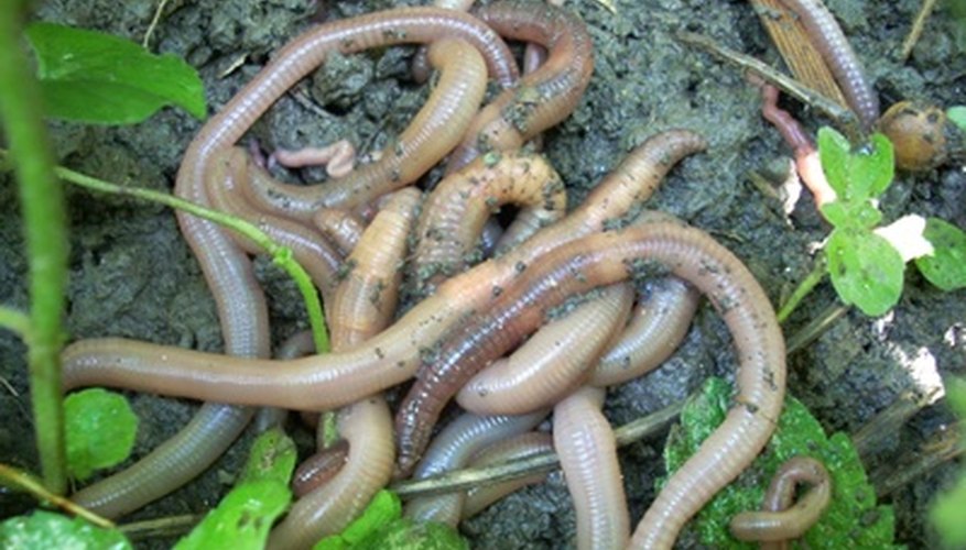 Earthworms offer an array of benefits. Earthworms offer an array of benefits.