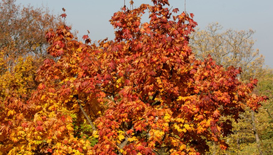 Cool autumn weather and bright sunshine produce vivid leaf color. Cool autumn weather and bright sunshine produce vivid leaf color.