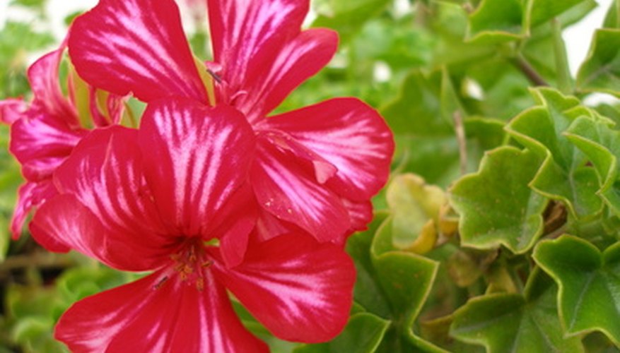 Geraniums contain pollen and nectar that draw honey bees to the garden. Geraniums contain pollen and nectar that draw honey bees to the garden.