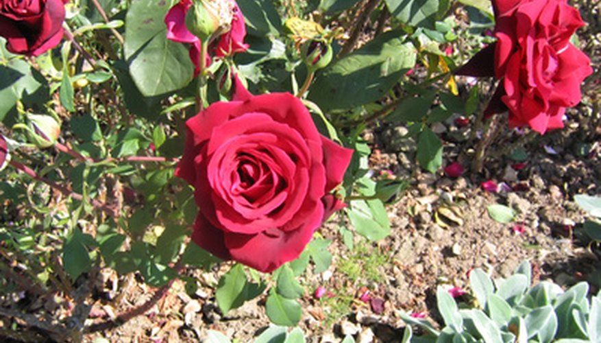 Trimming roses brings bigger blooms to Oregon gardens. Trimming roses brings bigger blooms to Oregon gardens.