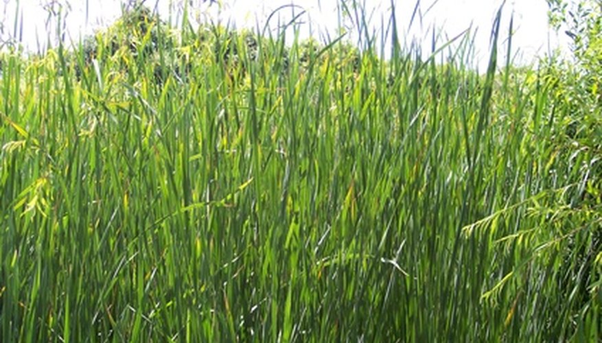 A field of millet grass A field of millet grass