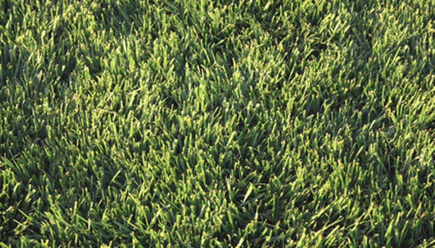 Fescue provides a thick cool season lawn with the versatility of warm season drought tolerance. Fescue provides a thick cool season lawn with the versatility of warm season drought tolerance.