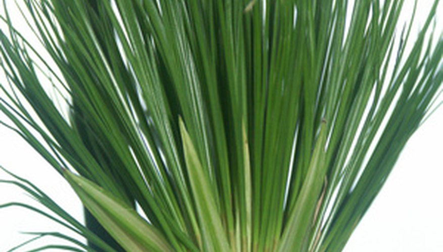 Egyptians gathered the stalks of the plants to make papyrus paper. Egyptians gathered the stalks of the plants to make papyrus paper.