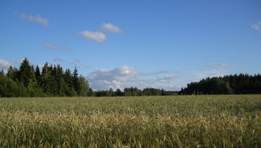 A field of millet A field of millet
