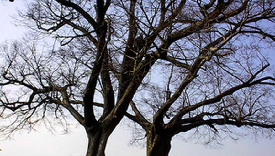 Two stunning linden trees Two stunning linden trees