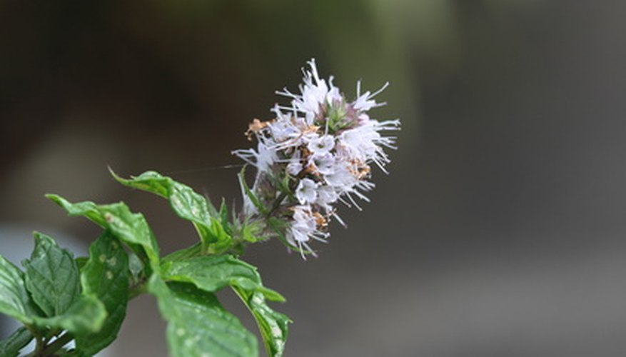 Mint and other flowering herbs attract honey bees and add flavor to their honey. Mint and other flowering herbs attract honey bees and add flavor to their honey.