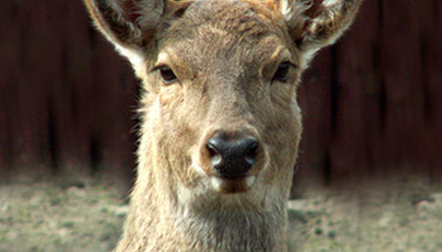 Overpopulation of deer is a serious problem in many parts of the United States. Overpopulation of deer is a serious problem in many parts of the United States.