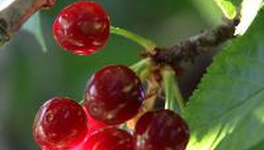 Sweet cherries often ripen to a much darker red than sour cherries. Sweet cherries often ripen to a much darker red than sour cherries.