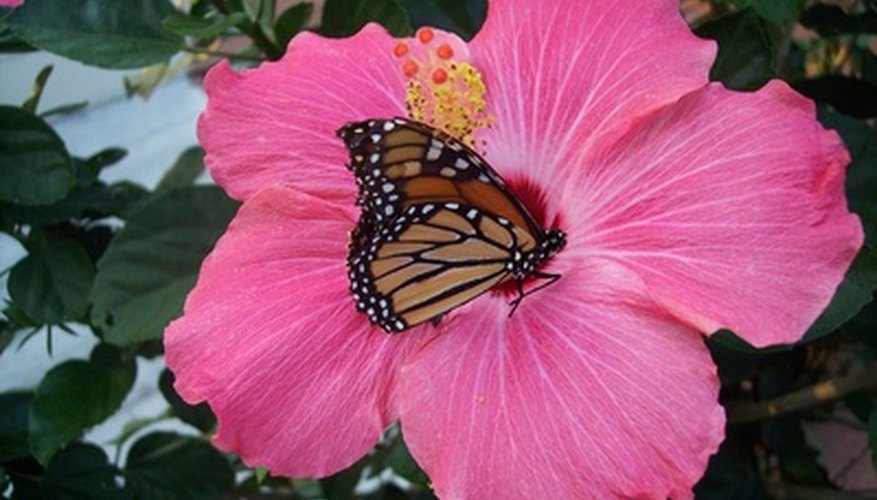 This butterfly can distribute pollen to other flowers. This butterfly can distribute pollen to other flowers.