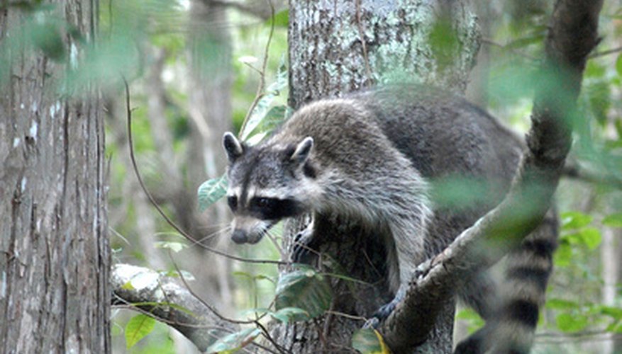 The "masked bandits" often damage roofs in order to nest. The "masked bandits" often damage roofs in order to nest.