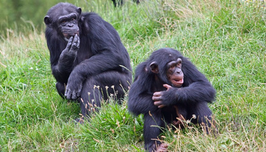 Look at photographs of real chimpanzees for inspiration. Look at photographs of real chimpanzees for inspiration.