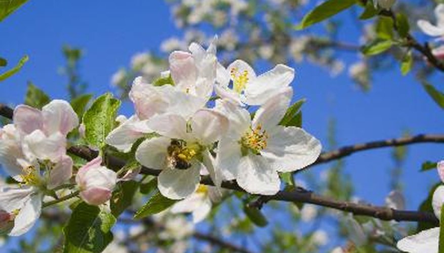 The high nectar content in the bee bee tree is irresistible to honey bees. The high nectar content in the bee bee tree is irresistible to honey bees.