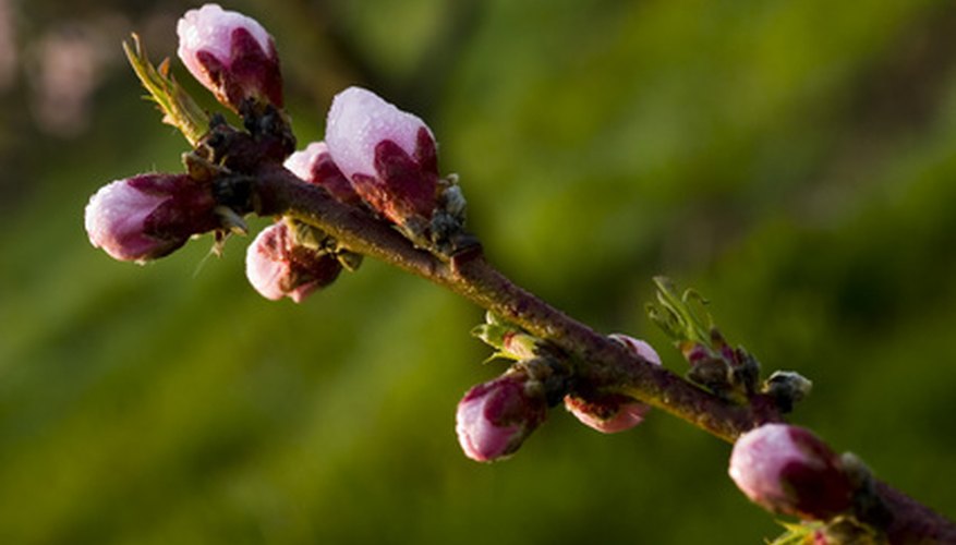 Stages Of Peach Trees Garden Guides