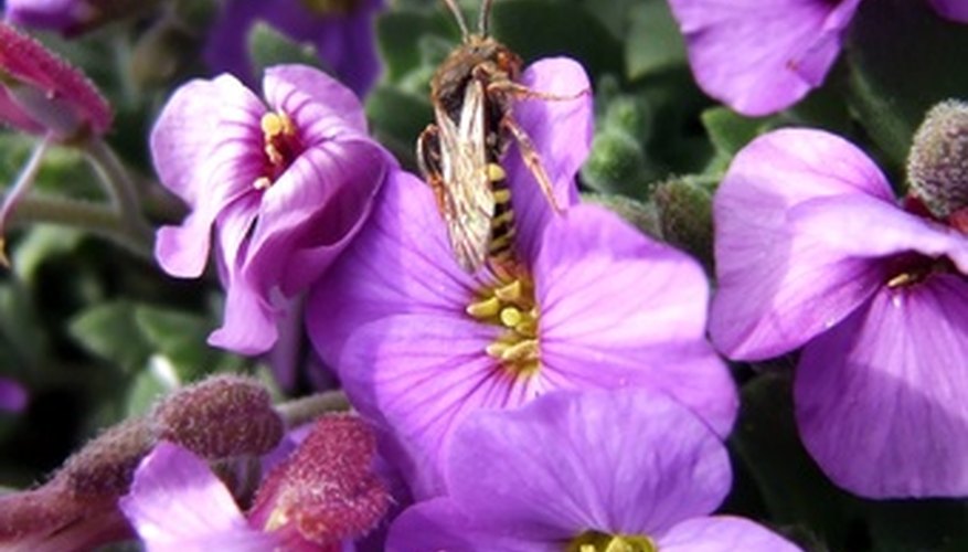 Lobelia flowers best in cool weather. Lobelia flowers best in cool weather.