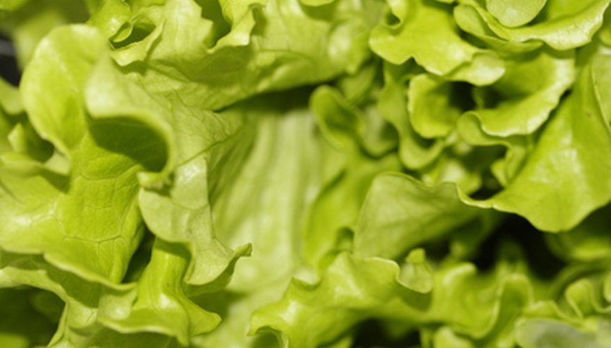 Start lettuce as early as possible in the spring to take advantage of cool temperatures. Start lettuce as early as possible in the spring to take advantage of cool temperatures.