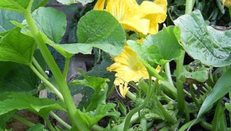 Keep your squash plants healthy by preventing some problems that cause yellow leaves. Keep your squash plants healthy by preventing some problems that cause yellow leaves.