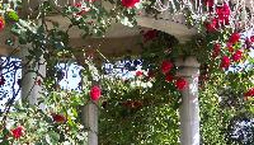 An arbor covered with climbing roses. An arbor covered with climbing roses.