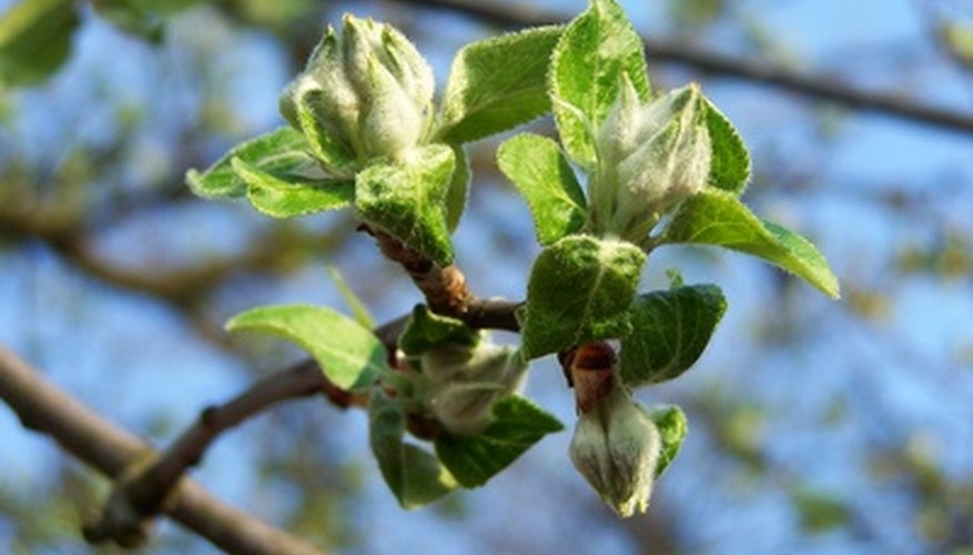 Early buds could be vulnerable to harsh late frosts. Early buds could be vulnerable to harsh late frosts.
