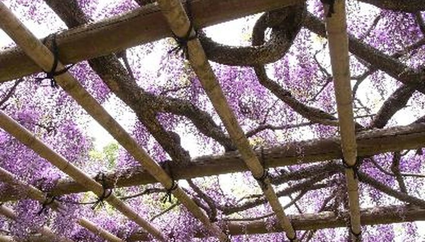 Wisteria can also be grafted to grow as a fragrant overhang on a garden arbor. Wisteria can also be grafted to grow as a fragrant overhang on a garden arbor.