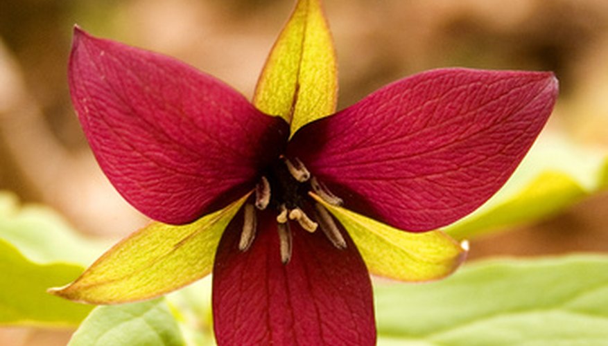 Georgia's native Rose Trillium flower Georgia's native Rose Trillium flower
