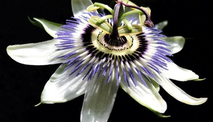 The outstanding passion flower. The outstanding passion flower.